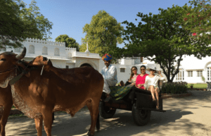 bull-cart